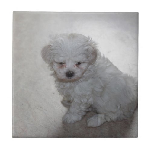 Maltese Puppy 9 Months Old Tile