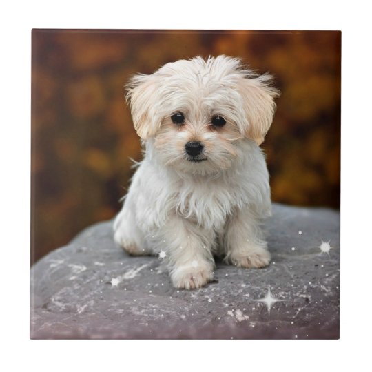 Maltese Puppy...adorable Ceramic Tile | Zazzle.com