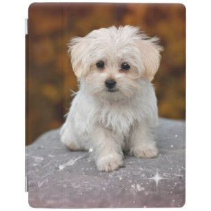 Maltese Puppy...Adorable iPad Smart Cover