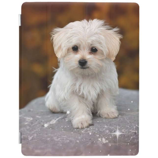 Maltese Puppy...Adorable iPad Smart Cover (Front)