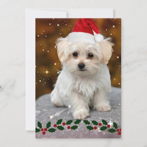 Maltese Puppy at Christmas Card