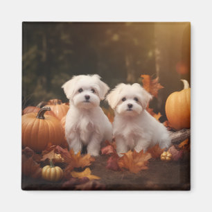 Maltese Puppy Autumn Delight Pumpkin Magnet