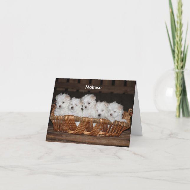 Maltese, Puppy, Basket, Customizable  Note Holiday Card (Front)