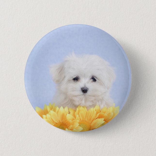 Maltese puppy button (Front)