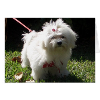 maltese puppy cards