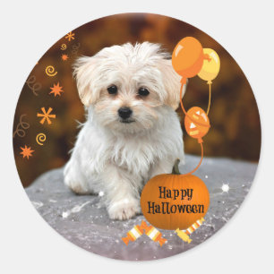 Maltese Puppy Celebrates Halloween Classic Round Sticker
