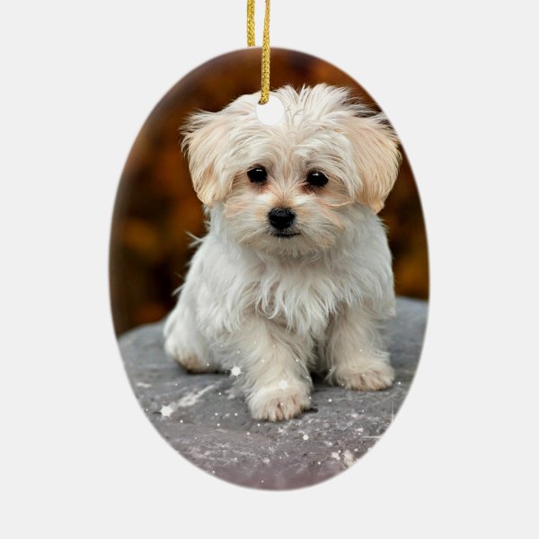 Personalized Maltese Gifts on Zazzle