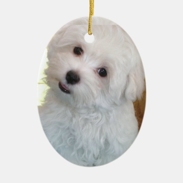 Maltese Puppy Ceramic Ornament (Front)