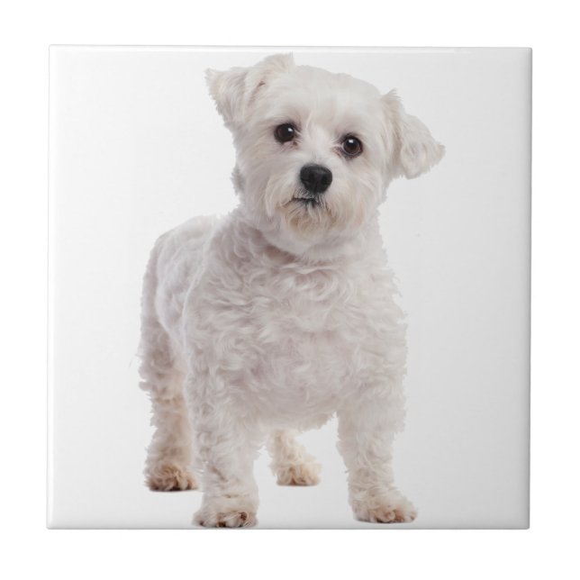 Maltese Puppy Ceramic Tile (Front)