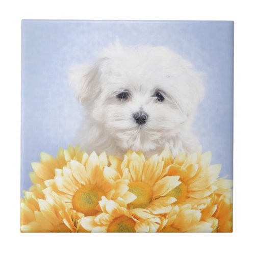 Maltese puppy ceramic tile