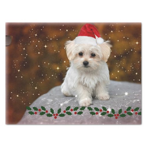 Maltese Puppy Christmas cute and cuddly Tissue Paper