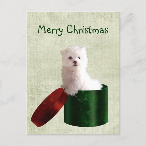 Maltese puppy Christmas Holiday Postcard