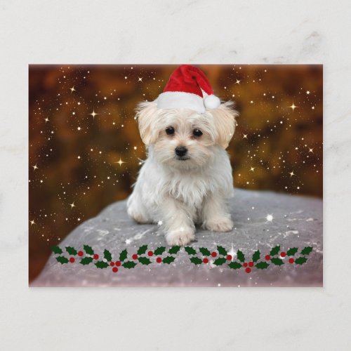 Maltese Puppy Christmas Holiday Postcard