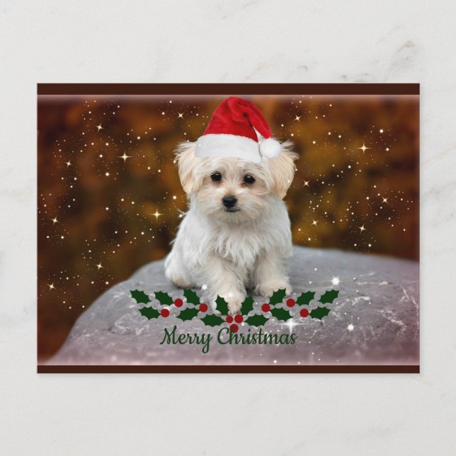 Maltese Puppy Christmas Postcard (Front)