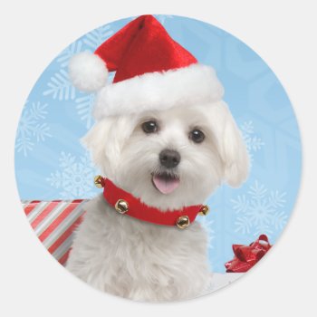 Maltese Puppy Christmas Stickers by lamessegee at Zazzle