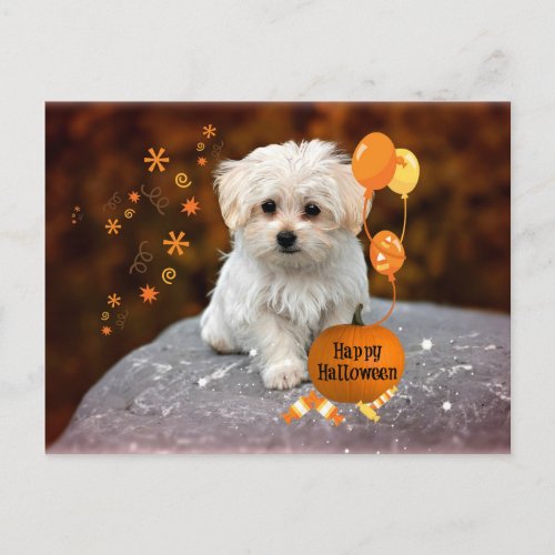 Maltese Puppy Halloween Celebration Invitation Postcard
