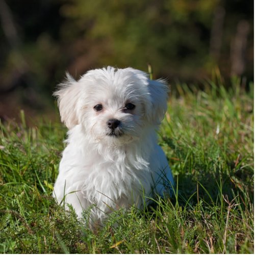 maltese puppy in grass cutout