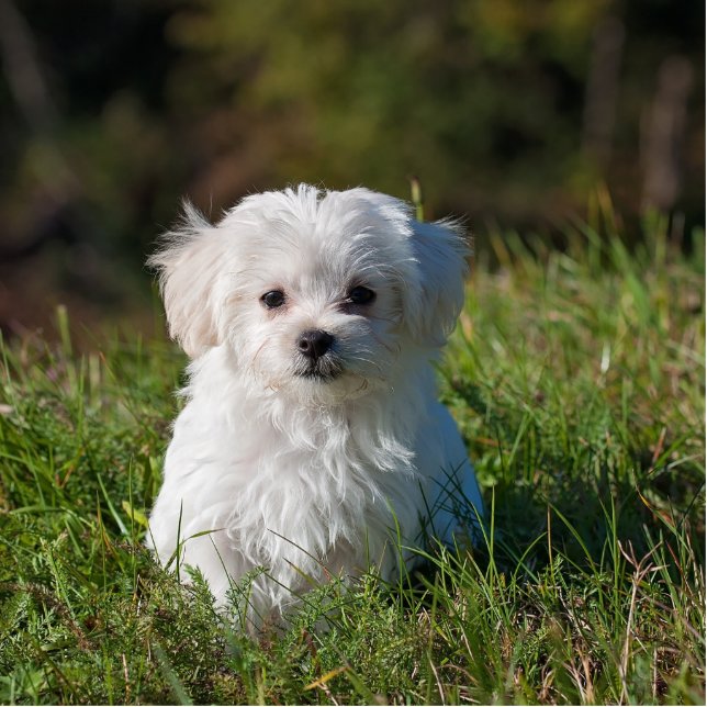 maltese puppy in grass cutout (Front)