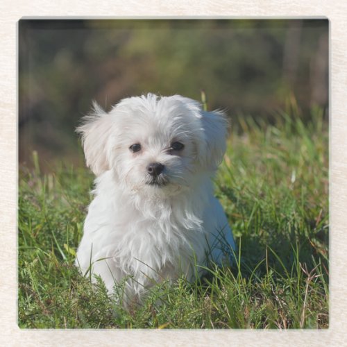 maltese puppy in grass glass coaster
