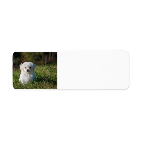 maltese puppy in grass label