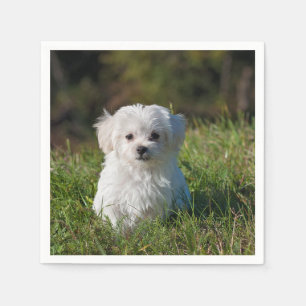 maltese puppy in grass napkins