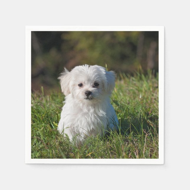 maltese puppy in grass napkins (Front)