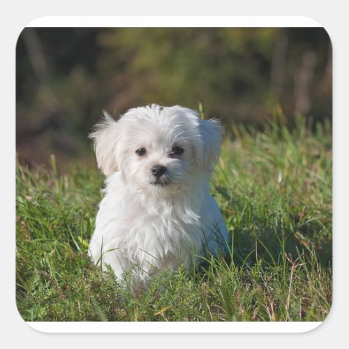 maltese puppy in grass square sticker