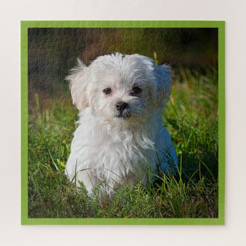 Maltese Puppy in the Grass Jigsaw Puzzle