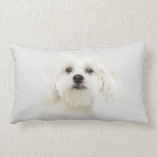 Maltese puppy lumbar pillow