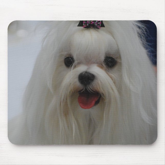 Maltese Puppy Mouse Pad (Front)