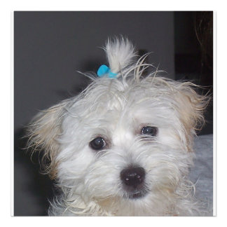 Maltese puppy photo print