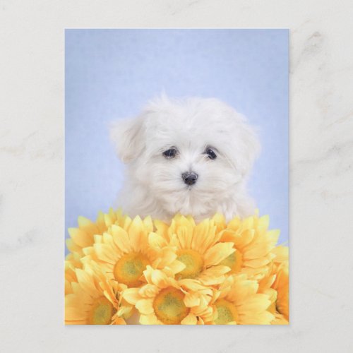 Maltese puppy postcard