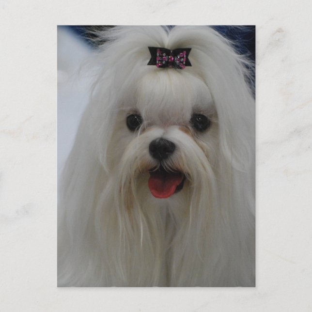 Maltese Puppy Postcard (Front)