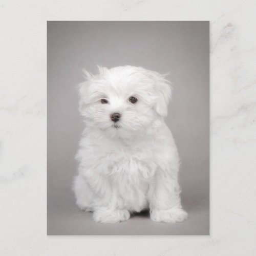 Maltese puppy postcard