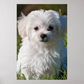 Maltese Puppy Posters | Zazzle