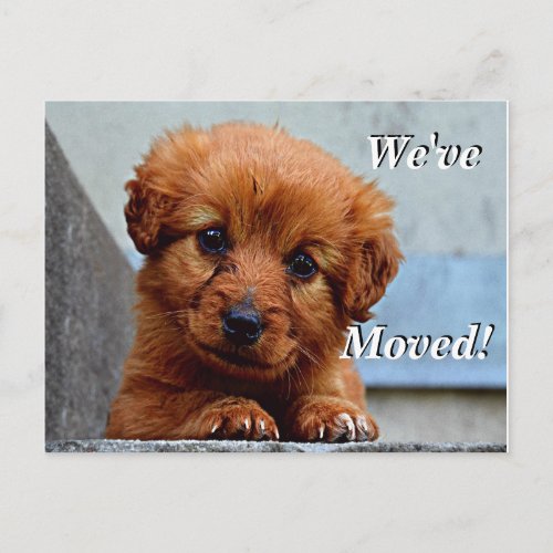 Maltese puppy Weve Moved New Address Postcard