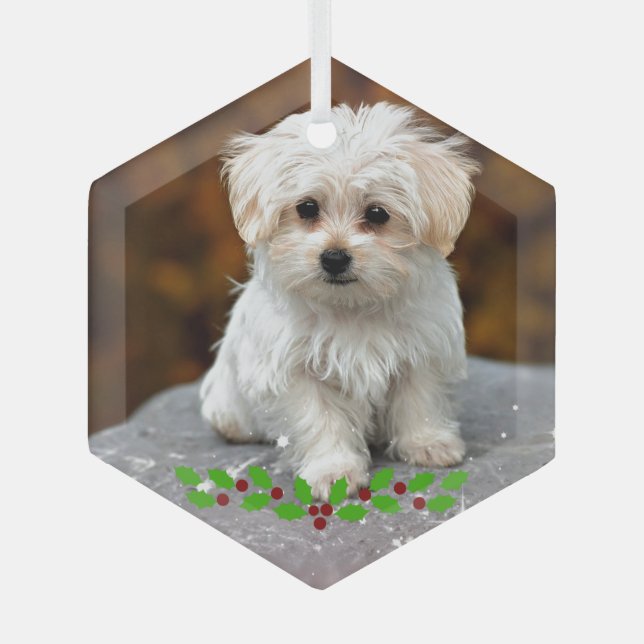 Maltese Puppy with Christmas holly Glass Ornament (Front)