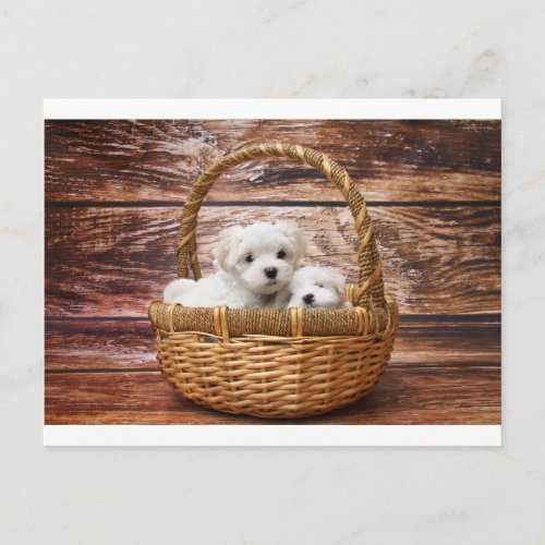 maltese pups in basket postcard