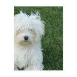 Maltese Rescue Postcard