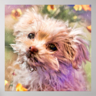 Maltese Rescue Puppy 2 LOOKING THROUGH TEARS Poste Poster