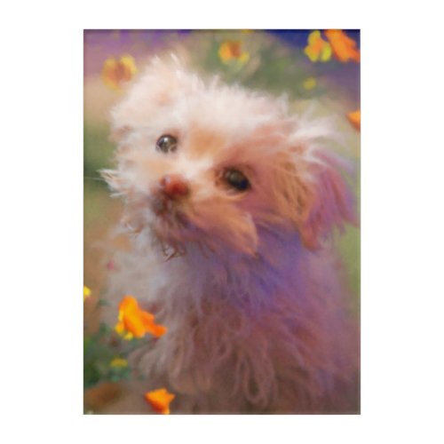 Maltese Rescue Puppy LOOKING THROUGH TEARS Acrylic Print