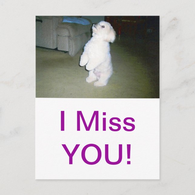 Maltese Sitting Up Postcard (Front)