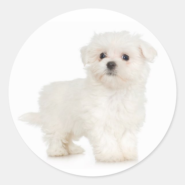 Maltese Sticker (Front)