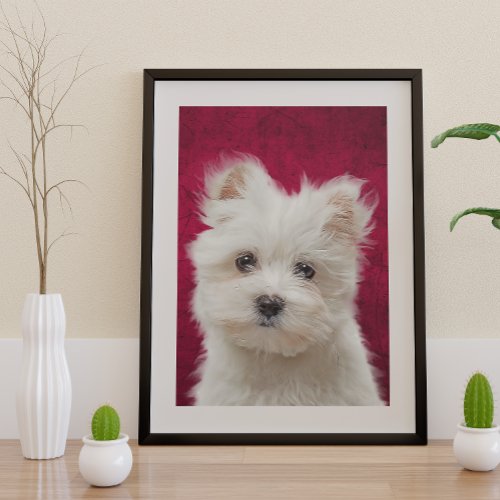 Maltese Terrier Poster