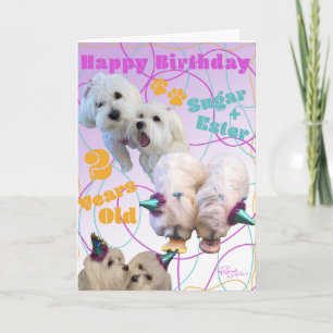 Maltese Twins Birthday Card