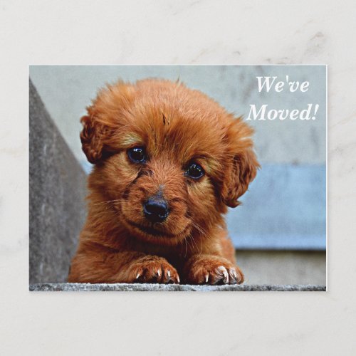 Maltese Weve Moved New Address Postcard