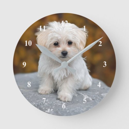 Maltese White Puppy Photo Round Clock