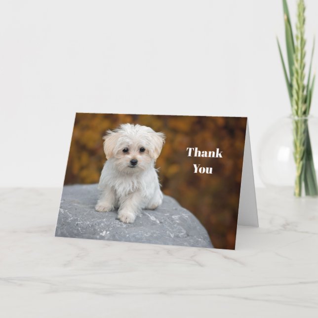 Maltese White Puppy Photo Thank You Card (Front)