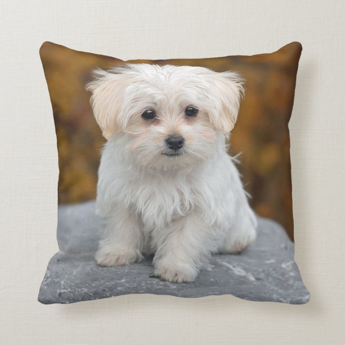 maltese pillow