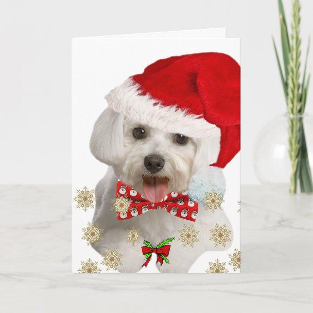 Maltese Wish You Merry Christmas Card (Front)